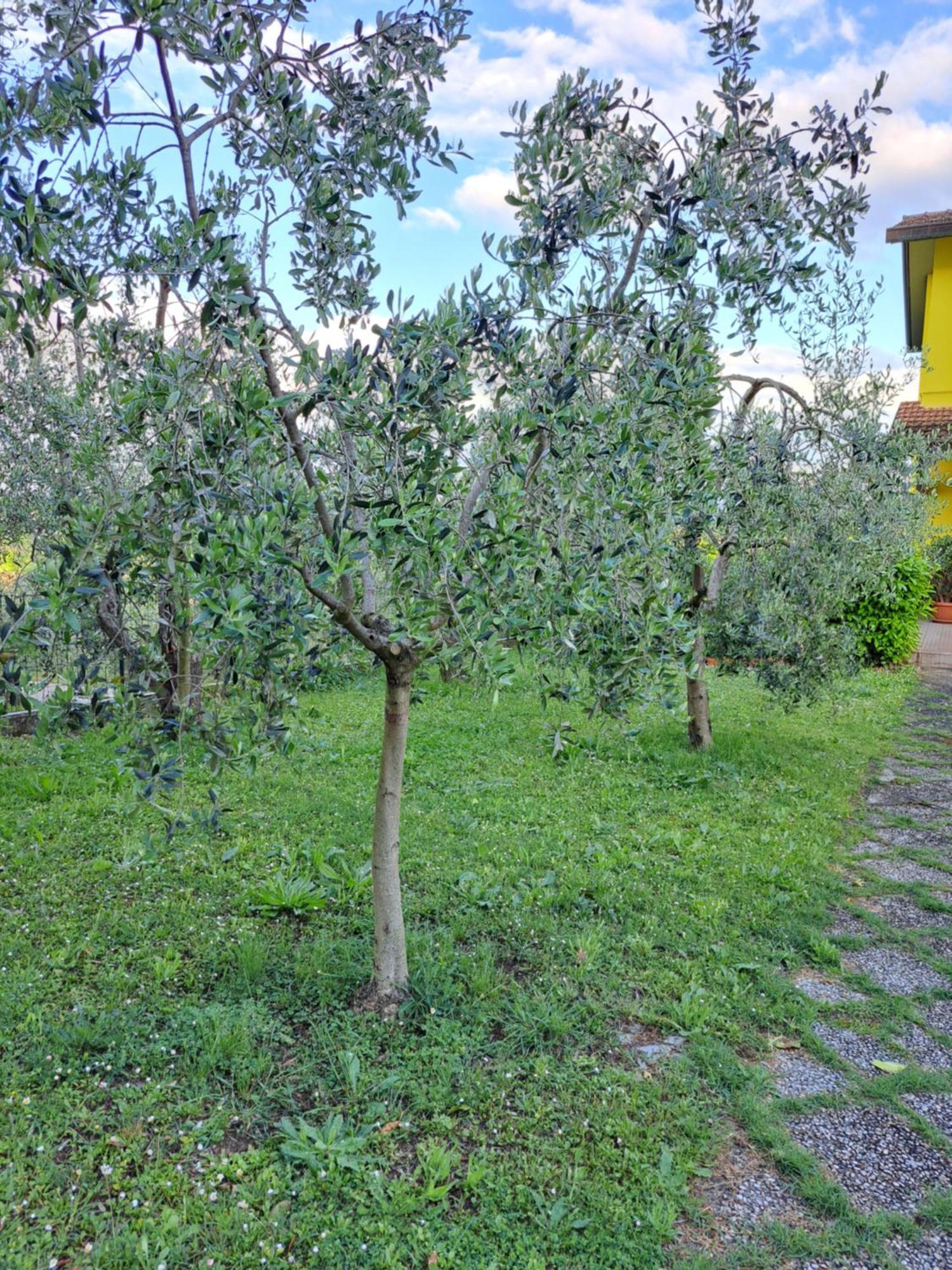 Villa Casa Gli Ulivi à Montepulciano Stazione Extérieur photo
